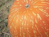 Zucca, migliore abbronzatura poche calorie