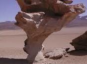 L’albero pietra written Lidia Caverni