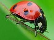 EBook Gara L'insolita bellezza delle piccole cose