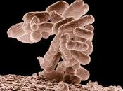 Epidemia e.coli mappa paesi colpiti, anomalie disturbo risse diplomatiche-economiche