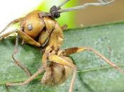 formiche trasformate zombie fungo killer