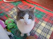 Roba gatti. Panzumen: gatto perché.