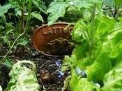 lumache rosicchiano lattuga nell’orto