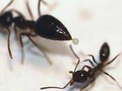 Formiche native usano veleno respingere formiche argentine