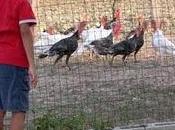 Animali bambini