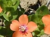 Presenze (in)discrete orto