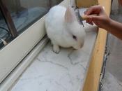 Taking care rabbit