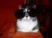 Roba gatti: gatta matta