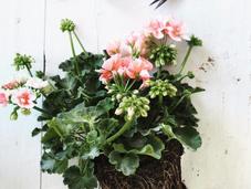geranium pelargonium