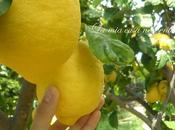 Realizzare Oleolito Limone