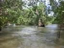 mangrovie ricche riserve carbonio