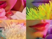 Cosmetics Seasonelly Supreme Collection
