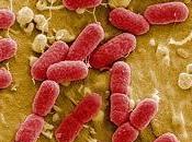 Qualche riflessione coli O104:H4 dintorni Ernesto Burgio