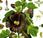 Alcea rosea