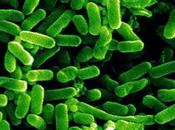 lasciatevi ingannare: E.coli problema biologico bio, bensì sicurezza alimentare!!!