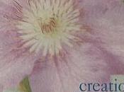 Creation Records Compilation "Flowers