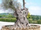 Alberi monumentali, l’olivo Santa Aquilina Rimini
