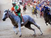 mucca latte Palio Siena