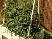 Pomodori d'estate tomato garden