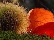 Autunno