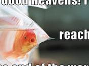 annunzio lieta novella