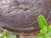 torta (vegan cioccolato)! Delia Russo