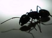 casa invasa dalle formiche