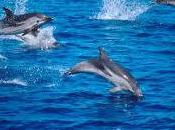 delfini