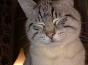 Strabichino... gattone ridato felicita'