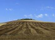 raccolta trifoglio Valdorcia