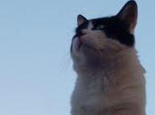 Roba gatti. Monumentale.