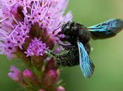 liatris piace Insects like Liatris Spicata