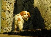 cane impertinente.... ragno-maestro
