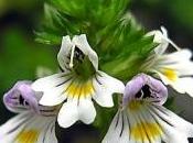 Eyebright Soothing Lotion sgonfiare decongestionare occhi