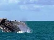 Resort TORRE Porto Seguro: pacchetti osservazione balene