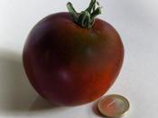Varietà pomodoro, nero Crimea