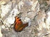 gioco intenzionale della scienza