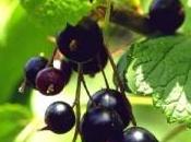 Ribes nigrum tutte stagioni