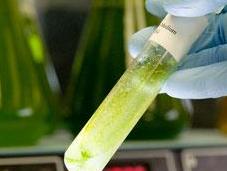 Energie alternative, investono biocarburanti derivati dalle alghe