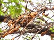 Tamarindo, solo fresca bevanda estiva, anche regolatore intestinale