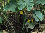 Cosa coltivare nell’orto, come cetriolo