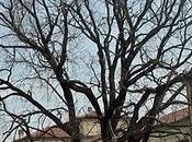 Fidenza: quartiere Gigliati