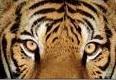 Video: tigre uccisa dalla deforestazione Indonesia