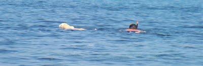 Vacanze da... cani!