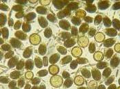 Ostreopsis Ovata, l’alga killer, avvistata Campania