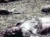 guerra incomprensibile, fortuna