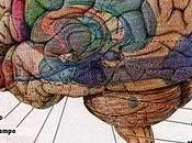 Usare cerebro