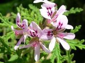 Pelargonium Radula