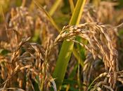 Ricette della Nonna: Risotto sugo coniglio