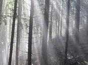 Biblioterapia senza commenti